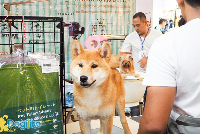 Dogilike.com :: Dogilike ҵ PET EXPO THAILAND 2018 ͹ 2
