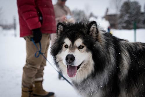 Dogilike.com :: จัดอันดับ 5 สายพันธุ์น้องหมาที่รักการร้องเพลง (หอนเก่ง)
