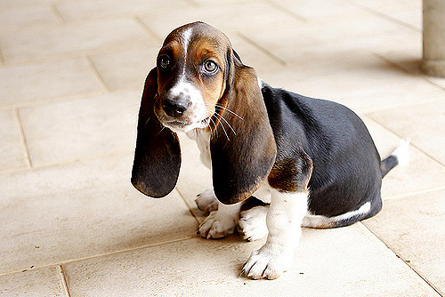 Dogilike.com :: จัดอันดับ 5 สายพันธุ์น้องหมาที่รักการร้องเพลง (หอนเก่ง)
