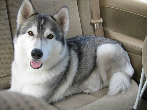 Dogilike.com :: จัดอันดับ 5 สายพันธุ์น้องหมาที่รักการร้องเพลง (หอนเก่ง)