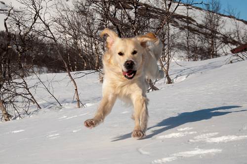 Dogilike.com :: จัดอันดับ 5 สายพันธุ์น้องหมาที่รักการร้องเพลง (หอนเก่ง)