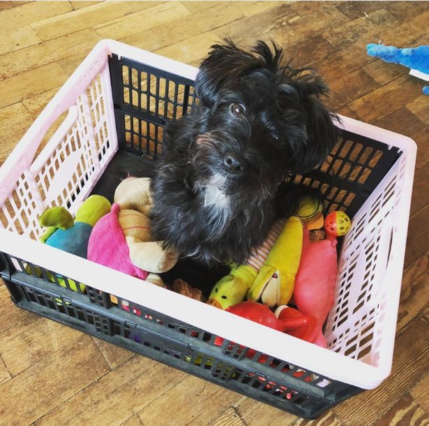Dogilike.com :: ١紡ӾҤԴҵͧعѢ ѧѺ§Ѻҵٺ !