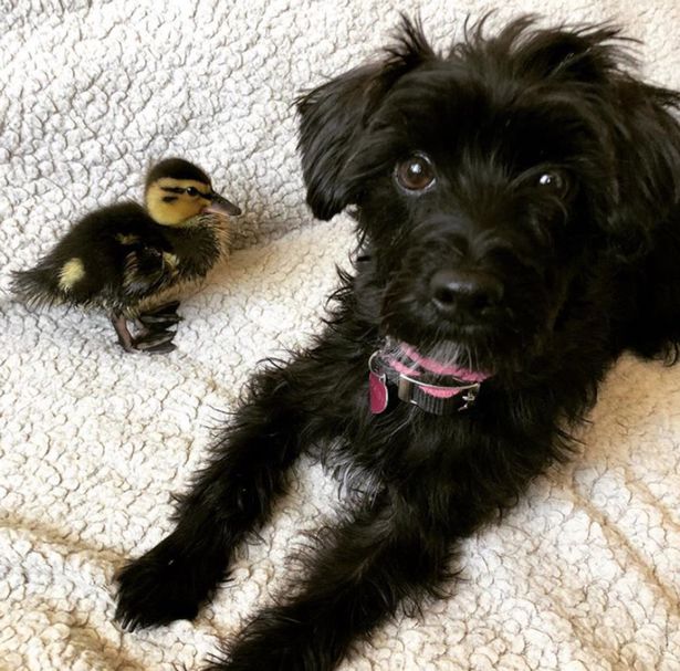 Dogilike.com :: ١紡ӾҤԴҵͧعѢ ѧѺ§Ѻҵٺ !