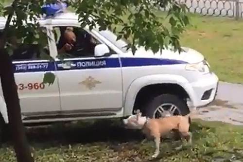 Dogilike.com :: Ŵ! .ԧعѢ ѧѴҢͧʵ