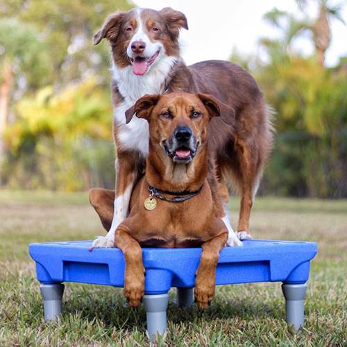 Dogilike.com :: ٹѺҹ! ԻعѢ ͺҢͧ赡Եѧ