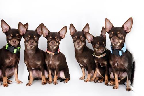 Dogilike.com :: ʶԵš!   Milly ҷ١Źҡ 49 