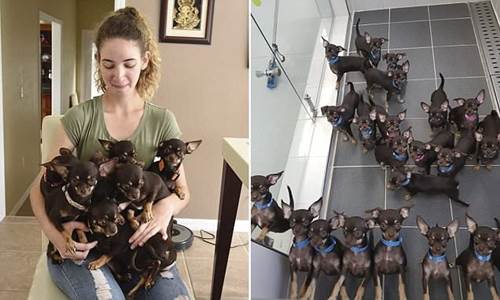 Dogilike.com :: ʶԵš!   Milly ҷ١Źҡ 49 