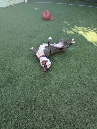 Dogilike.com :: !  2 عѢ١ӾѧͧԹ