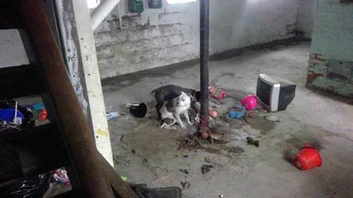 Dogilike.com :: !  2 عѢ١ӾѧͧԹ