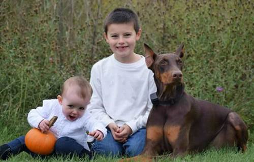 Dogilike.com :: ชื่นชม! หนูน้อยนำของเล่นตัวเองมาวางขาย นำเงินรักษาสุนัขสุดรัก
