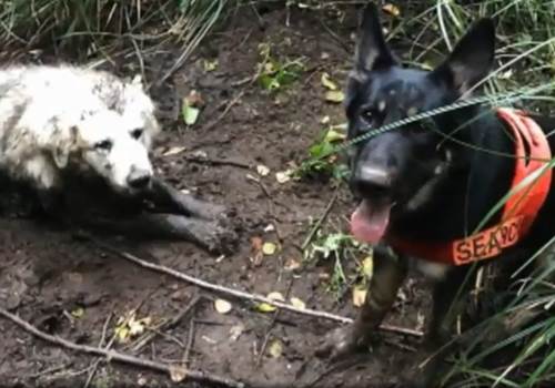 Dogilike.com :: عѢ! ªԵҵٺԴŹ㹻Ӿѧҹ 2 ѹ