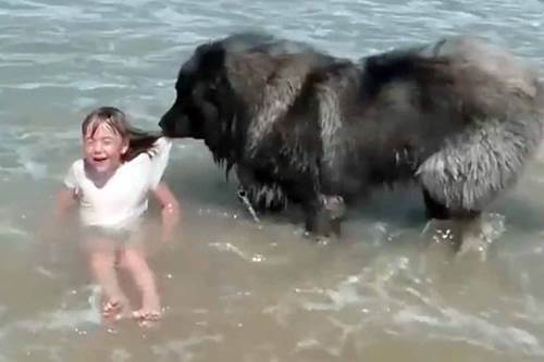 Dogilike.com :: 繴! Իٺʹ˹ٹ ѧⴹ蹫Ѵ