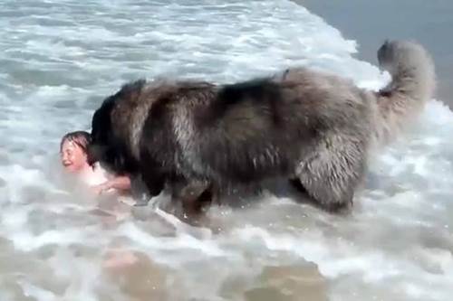Dogilike.com :: 繴! Իٺʹ˹ٹ ѧⴹ蹫Ѵ