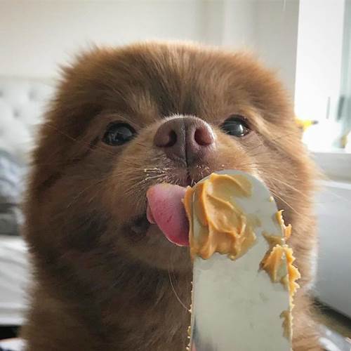Dogilike.com :: ҵٺǹ١е˭Թ ѹѹ繷ѡͧš!