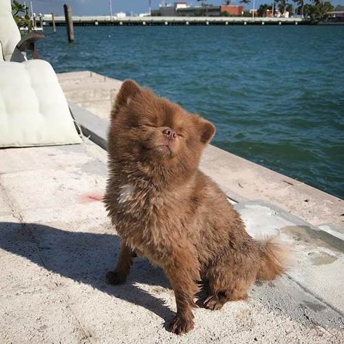 Dogilike.com :: ҵٺǹ١е˭Թ ѹѹ繷ѡͧš!