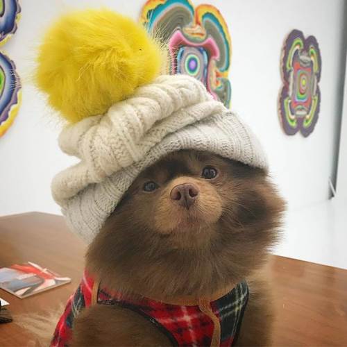 Dogilike.com :: ҵٺǹ١е˭Թ ѹѹ繷ѡͧš!