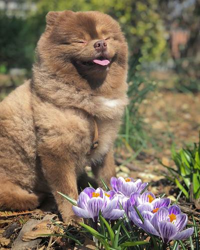 Dogilike.com :: ҵٺǹ١е˭Թ ѹѹ繷ѡͧš!