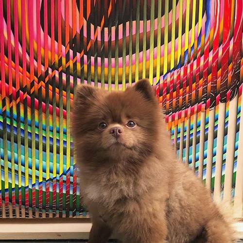 Dogilike.com :: ҵٺǹ١е˭Թ ѹѹ繷ѡͧš!