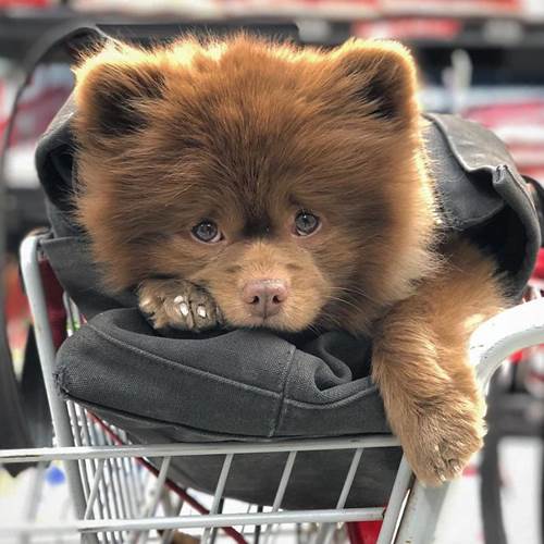 Dogilike.com :: ҵٺǹ١е˭Թ ѹѹ繷ѡͧš!