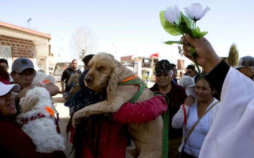Dogilike.com :: ¾عѢʶ ֧֡ѡحԵ !