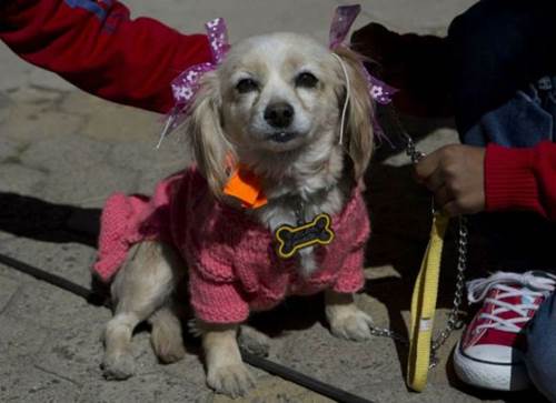 Dogilike.com :: ¾عѢʶ ֧֡ѡحԵ !