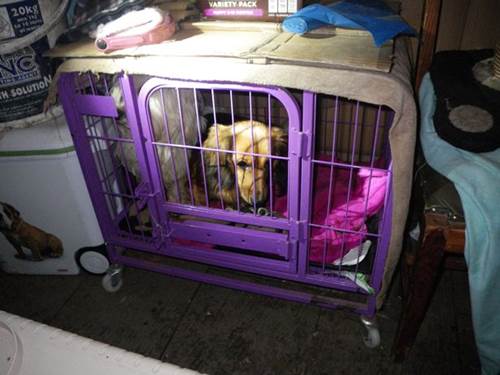 Dogilike.com :: ѧ! عѢҡ緪ͻ 鹷¹