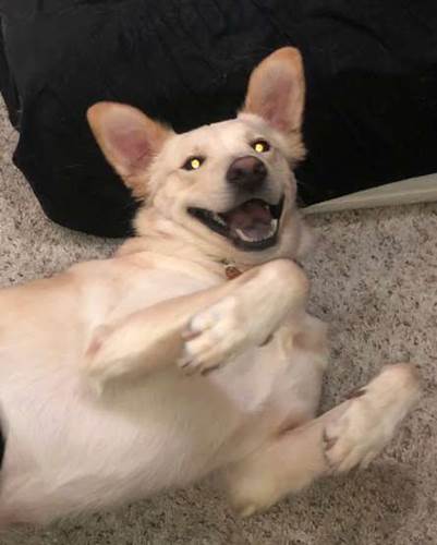 Dogilike.com :: ҡѺ§ٺԴ Դҧä쨹§!