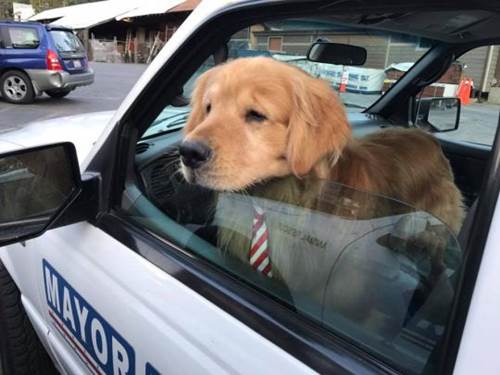 Dogilike.com :: šԧ!  Max  ١ǵ繹¡ѰԿ