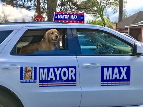 Dogilike.com :: šԧ!  Max  ١ǵ繹¡ѰԿ