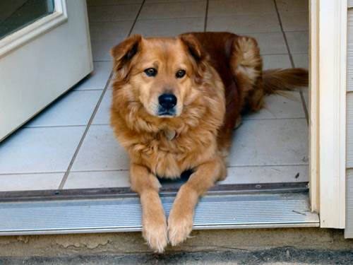 Dogilike.com :: ŨչѴԹӤء 3  ѧҧҺҾɦعѢǺҹ 6 