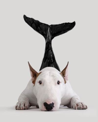 Dogilike.com :: ѡش! ˹ѡҴٹѺٺҧŧҹش 