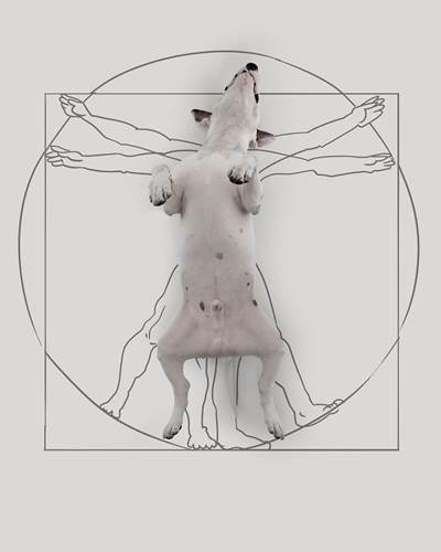Dogilike.com :: ѡش! ˹ѡҴٹѺٺҧŧҹش 