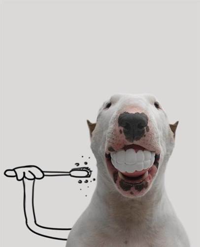 Dogilike.com :: ѡش! ˹ѡҴٹѺٺҧŧҹش 