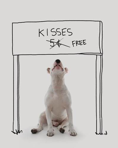 Dogilike.com :: ѡش! ˹ѡҴٹѺٺҧŧҹش 