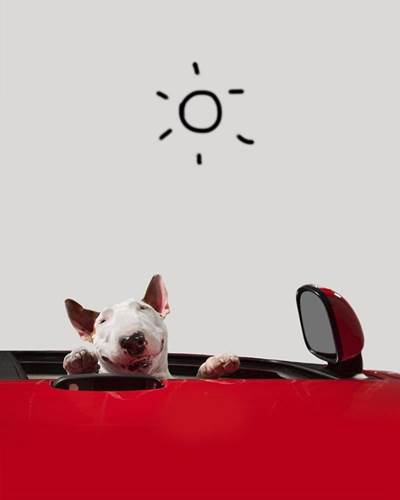 Dogilike.com :: ѡش! ˹ѡҴٹѺٺҧŧҹش 
