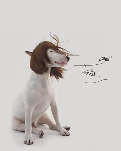 Dogilike.com :: ѡش! ˹ѡҴٹѺٺҧŧҹش 