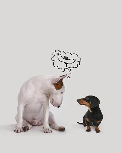 Dogilike.com :: ѡش! ˹ѡҴٹѺٺҧŧҹش 