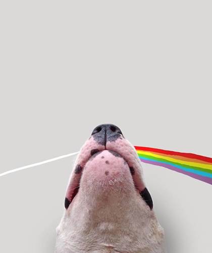Dogilike.com :: ѡش! ˹ѡҴٹѺٺҧŧҹش 