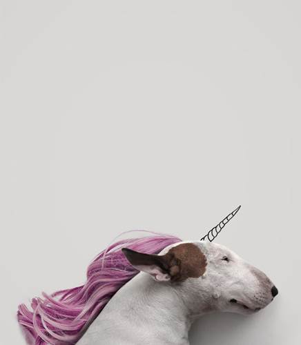 Dogilike.com :: ѡش! ˹ѡҴٹѺٺҧŧҹش 