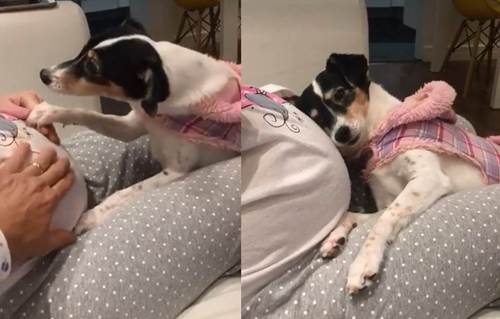 Dogilike.com :: ¤Իѡ! ҵٺѡ˹ٹ·ѧԴ