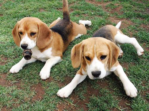 Dogilike.com :: ѴѹѺ 5 ¾ѹͧҷ¡ѹǺҹ᷺ᵡ !