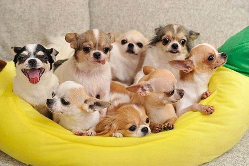 Dogilike.com :: ѴѹѺ 5 ¾ѹͧҷ¡ѹǺҹ᷺ᵡ !