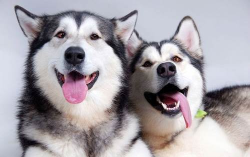 Dogilike.com :: ѴѹѺ 5 ¾ѹͧҷ¡ѹǺҹ᷺ᵡ !