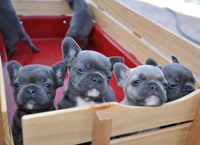 Dogilike.com :: ѴѹѺ 5 ¾ѹͧҷ¡ѹǺҹ᷺ᵡ !