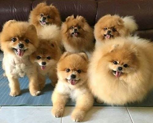 Dogilike.com :: ѴѹѺ 5 ¾ѹͧҷ¡ѹǺҹ᷺ᵡ !