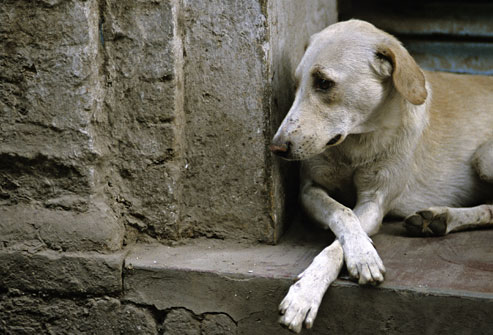 Dogilike.com :: The beginning of the stray dog ​​problem in Thai society ... Why do people decide to abandon their dogs?