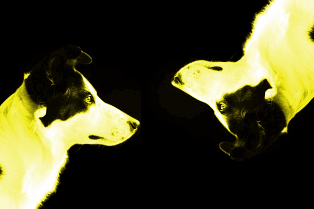 Dogilike.com :: дիҹعѢ ѭҳ͹äѹ!!