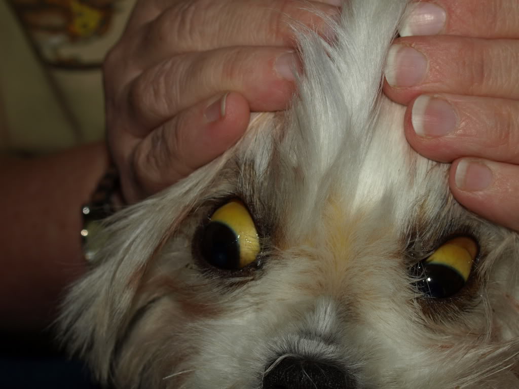Dogilike.com :: дիҹعѢ ѭҳ͹äѹ!!