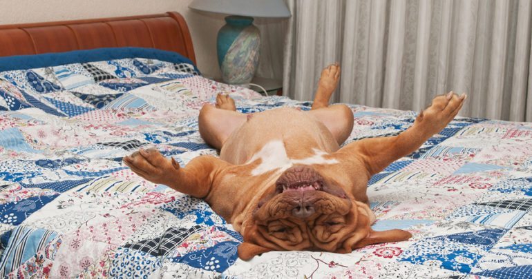 Dogilike.com :: ͹ͧҵŧҧ (ҡ) ¹ҧ