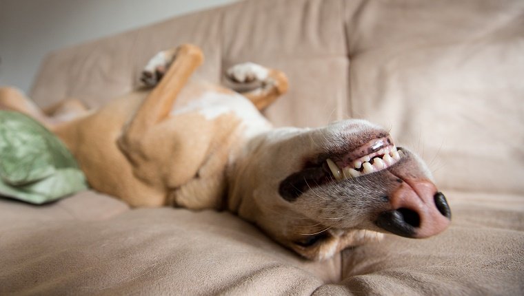 Dogilike.com :: ͹ͧҵŧҧ (ҡ) ¹ҧ